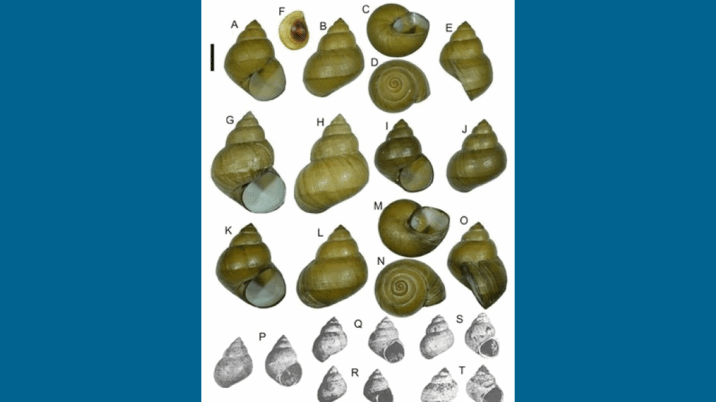 চীনে ১০০ বছর আগে ‘বিলুপ্ত’ শামুকের সন্ধান